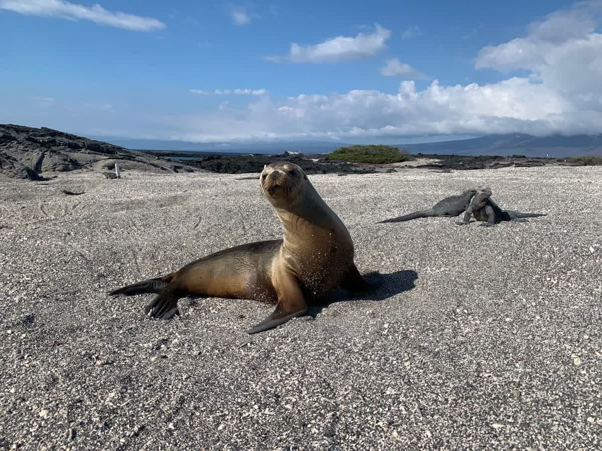 Galapagos