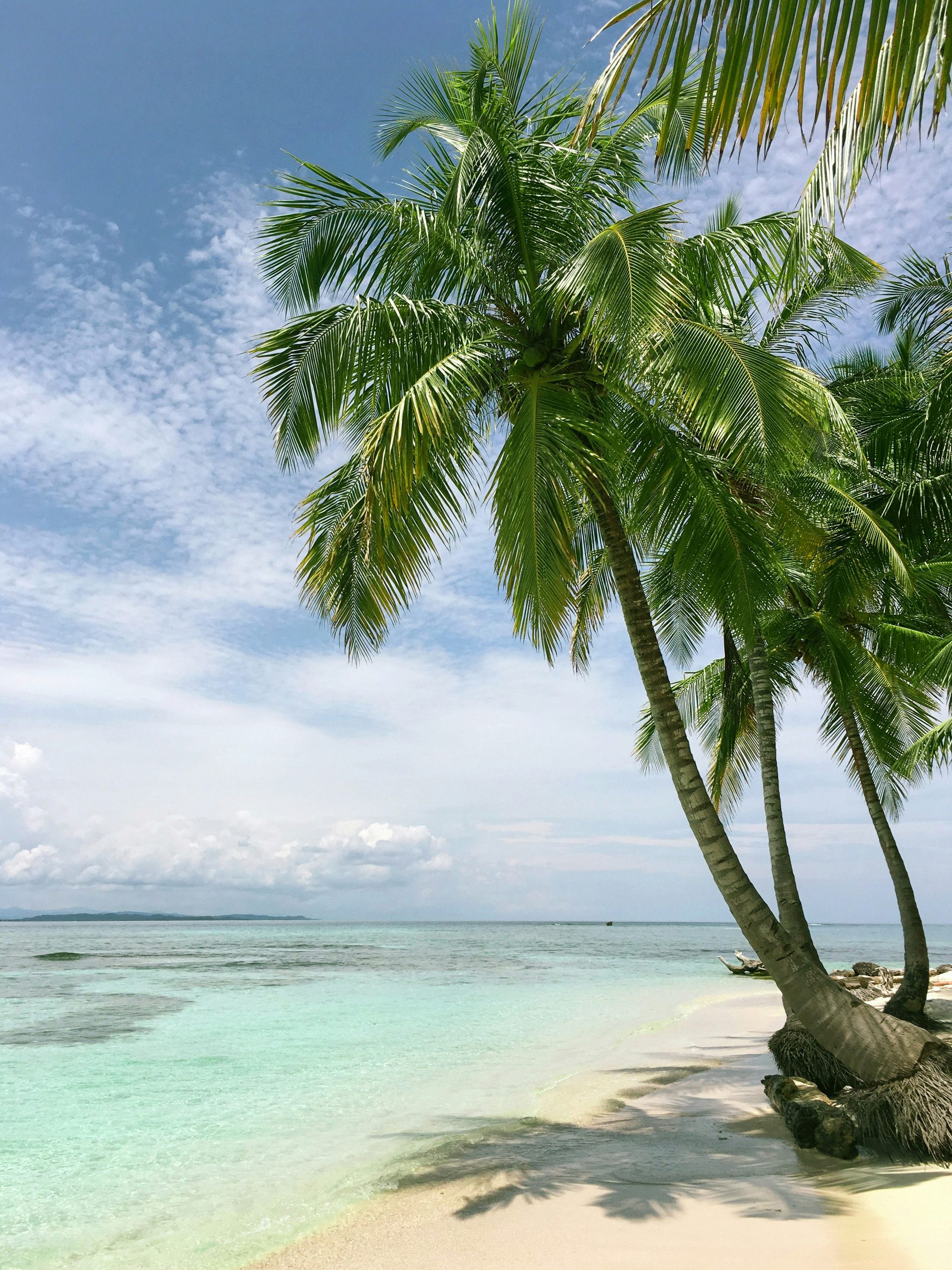 A palm tree leaning over a clear lagoon