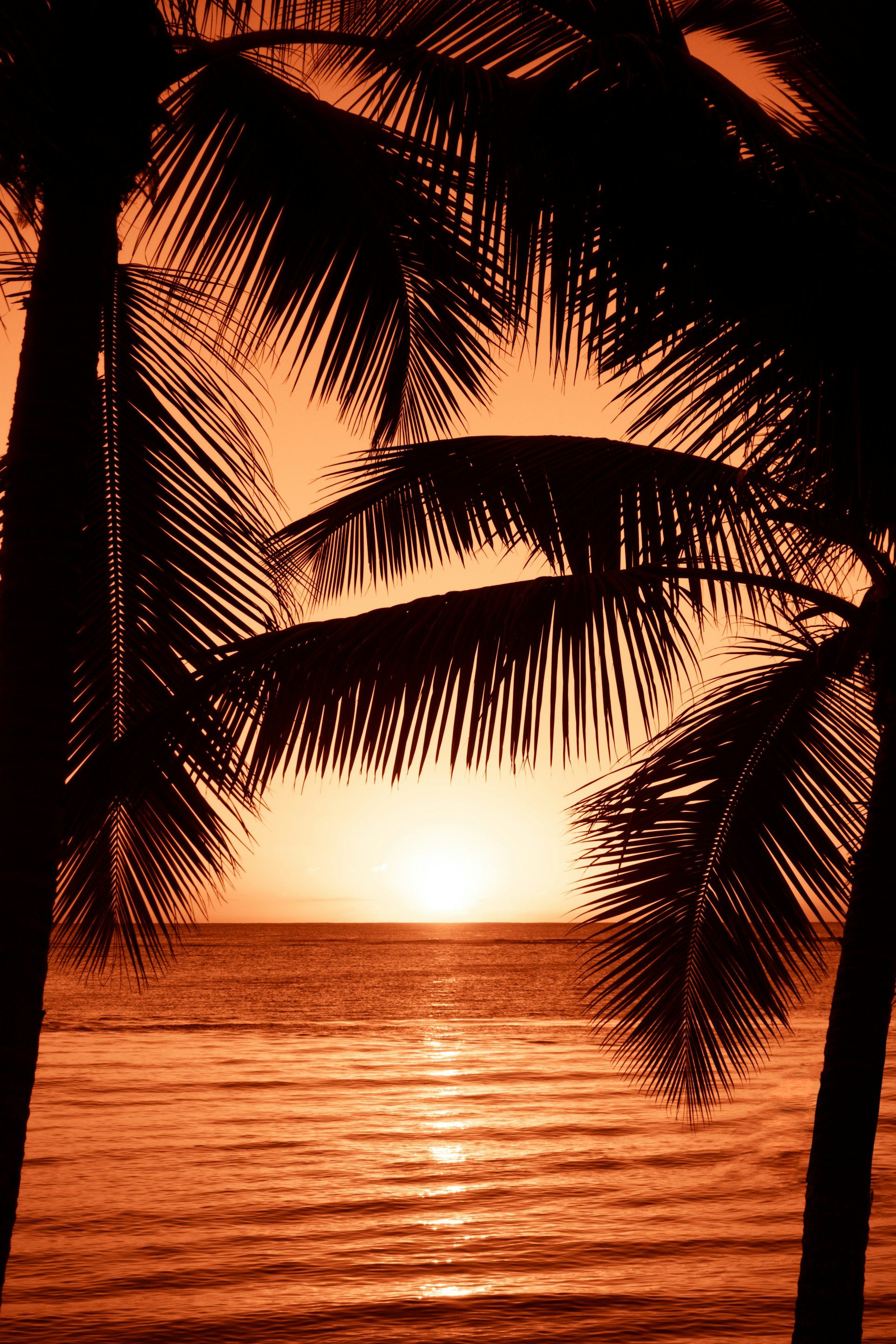 Palms silhouetted at island sunset