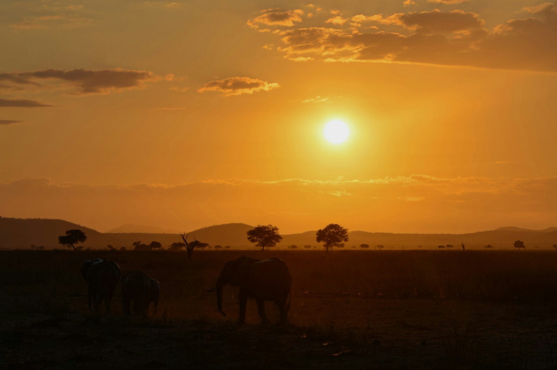 Wildlife at golden hour on the savannah