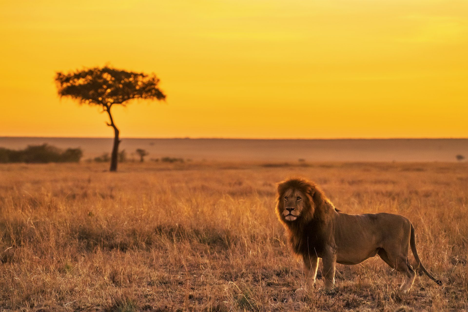 A lioness in golden light