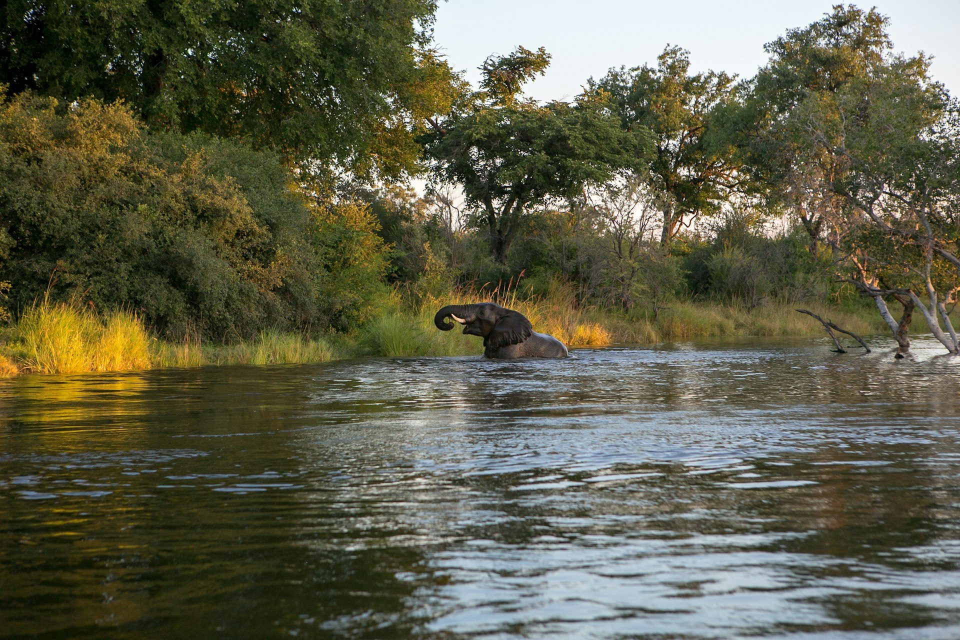 South Luangwa, Zambia